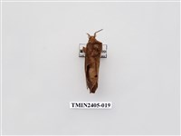 藏品(大褐斑枯葉蛾)的圖片